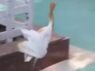 國家二級保護動物牛背鷺受傷 鳳陽消防員暖心救助