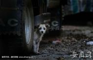 合肥就規范養犬征求市民意見，警方每年接涉犬類報警約一萬起