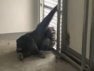 合肥動物園黑猩猩出逃解密：靠竹枝逃出 拆了監控