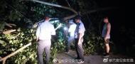 六安：大樹被狂風吹倒堵路  民警巡邏路上客串伐木工 