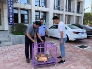 六安：警民攜手救助一只受傷野生黃羊