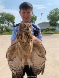 “呆萌鷹”闖入居民家，金寨民警愛心救護