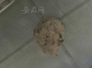 小区惊现特大马蜂窝直径40厘米 泗县消防紧急摘除