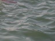 金寨發(fā)生一起農(nóng)用自備船翻船傾覆事故 1人死亡1人失蹤