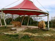 安慶野生動物園一期將于10月1日開園迎客