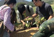 合肥2019中國農民豐收節開幕