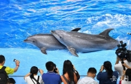   花鯨 海豚苦練本領   國慶將迎表演首秀
