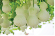 臧玉華：院子	