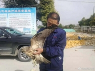 蒙城村民農田里發現一只“鷹”  竟是國家二級保護動物大鵟