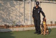 為加強軍警聯勤協作配合 合肥武警特警開展警犬多項目實戰訓練