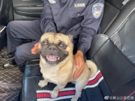 兩男子旅游途中竟盜走村民寵物狗  一人被刑拘一人被取保候審
