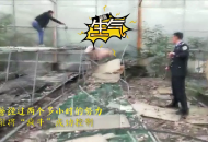“牛魔王”受驚失控 亳州民警將其擊斃