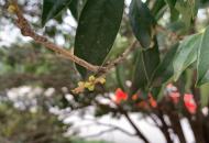 金秋十月，合肥桂花掛滿枝頭，為何不見(jiàn)飄香？