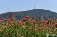 合肥四季花海體育公園設施即將上新
