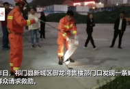 祁門一售樓部門口驚現(xiàn)毒蛇 消防專業(yè)捕捉