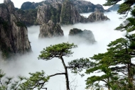 胡玲：桃花喚醒的記憶