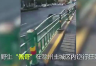 滁州：野豬進(jìn)城“遛彎” 民警成功制服