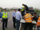 受惊小牛犊在高速公路上“溜达”  淮南民警及时处置