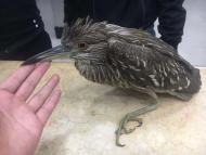 寧國：草叢中發現一只“水鳥” 竟是二級保護動物夜鷺
