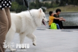 养犬条例已实施  淮南街头有人就是不执行