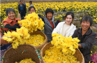 淮南：返鄉村民帶領鄉鄰種菊花助脫貧
