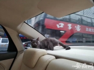 阜陽：寵物貓?zhí)讲倏嘏_ 司機手忙腳亂撞到護欄