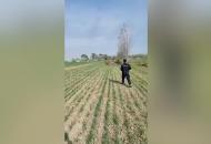 界首一瘋牛亂竄傷人 民警百米外將其擊斃