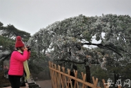 黃山迎來今冬首場霧凇景觀 云海仙境醉游人（組圖）