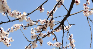 封期任：桃花，重構被刪減的詞語（組章）