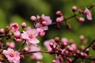 邱裕華：桃花是故鄉的信物
