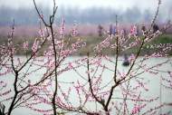 唐海林：桃花三疊