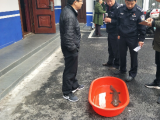 不速之客赖在合肥一店门口不愿走 经辨认是条娃娃鱼（图）
