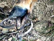 祁門救助一頭“四不像” 屬于國家級保護動物