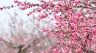 孫鳳山：遍地桃花（組章）