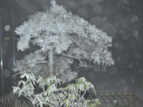 黄山迎来今冬第一场降雪