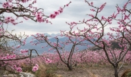 老鷹：那座小鎮(zhèn)，與桃花有關(guān)（散文詩四章）