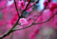 汪法漢：桃花