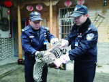 鷹雕潛入村民家偷吃雞 寧國民警將其放歸自然