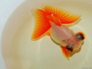 近千條珍稀金魚將齊聚合肥裕豐花市  最貴50萬元/條