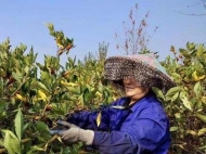 【脫貧攻堅(jiān)在行動(dòng)】脫貧政策來(lái)助力  特色種養(yǎng)助脫貧