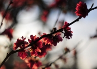 程東斌：燦爛桃花，春風(fēng)潑墨的詩意畫卷（組章選二）