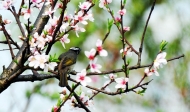 梁宏慧：響導(dǎo)桃園大風(fēng)光（另詞一首）