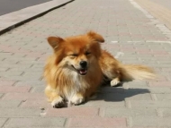 遛犬不拴繩，合肥已查處296起