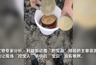 水陽江再現“挖寶潮” 有人還拿著探測儀“尋寶” 這是為啥？