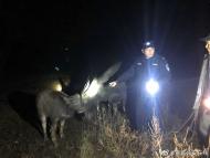 旌德：老翁丟失三牛，民警連夜尋回