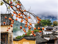 董改正:遷徙