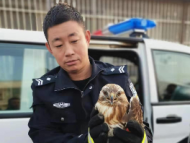 山鷹落難田地邊溝壑 蕭縣警民聯(lián)合救助