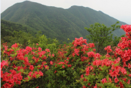 花開堪折不要折 歙縣一男子盜挖映山紅被拘留13天