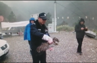 “怪物”偷吃雞  寧國警方發現是瀕危保護動物鷹雕