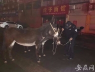 濉溪境内一省道凌晨出现多头毛驴  民警及时牵走